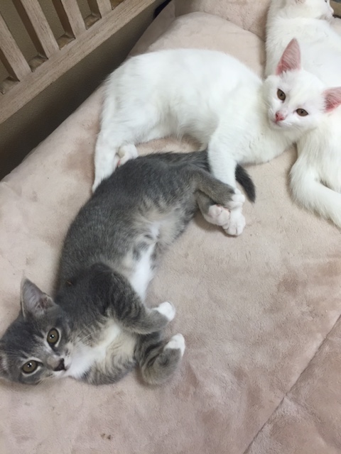 e71def91-f1e5-4cd8-afb8-5e1af9a6e9ef